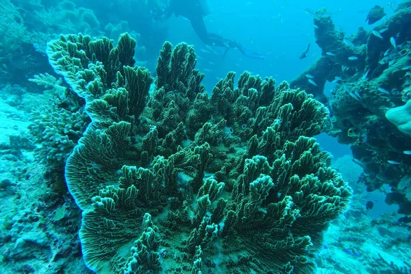 Arrecife Coral Mar Rojo — Foto de Stock