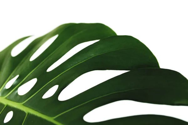 Green Leaf White Background — Stock Photo, Image