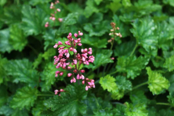 Schöne Botanische Aufnahme Natürliche Tapete — Stockfoto