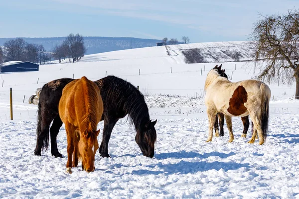 Pferde Schnee — Stockfoto