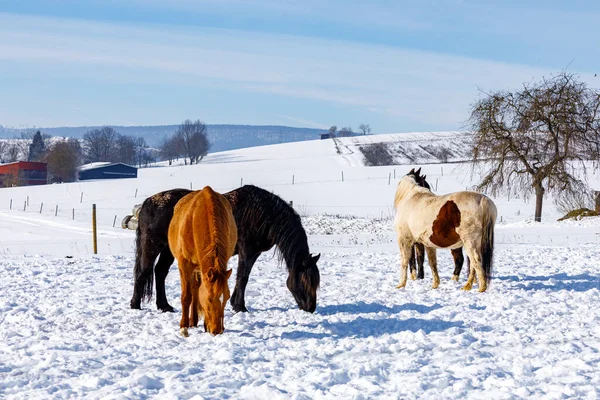 Pferde Schnee — Stockfoto