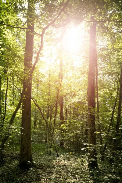 Vista Inferior Impresionantes Abetos Bosque Primavera Con Luz Solar —  Fotos de Stock