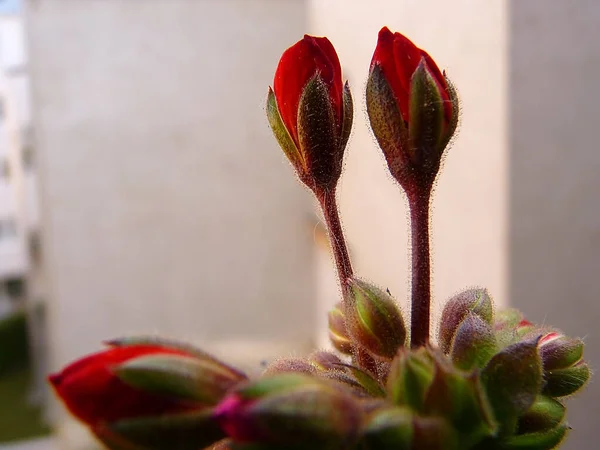 Flor Vermelha Jardim — Fotografia de Stock