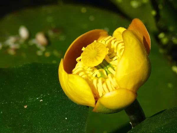 Belle Fleur Jaune Dans Jardin — Photo