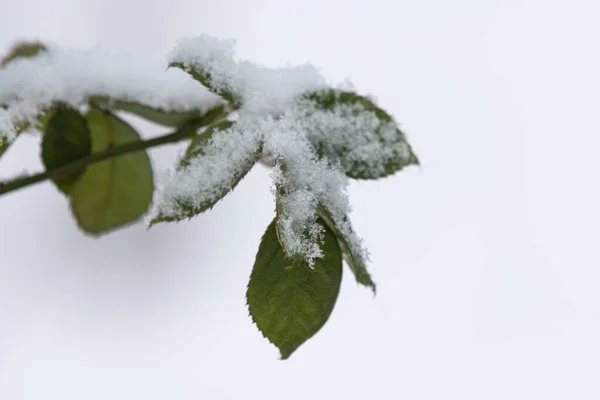 Neve Caiu Nas Folhas Ramo Rosa — Fotografia de Stock