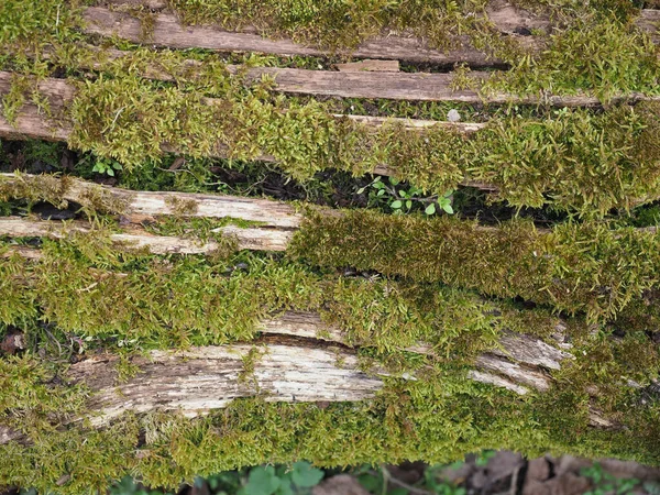 生长在树干上的苔藓 植物胚芽植物的科学分类 — 图库照片