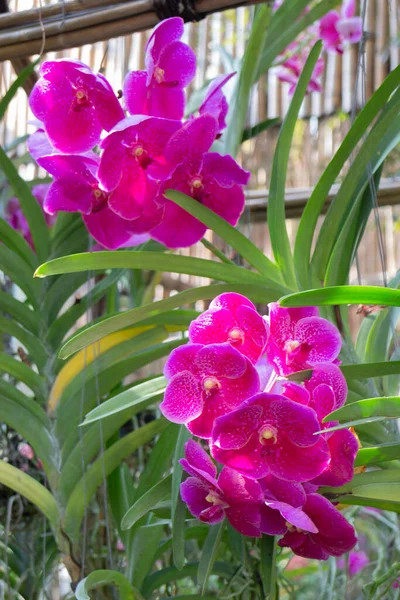 Цветные Орхидеи Фермы Кафе Сельскохозяйственной Промышленности Фото Складе — стоковое фото