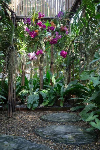 Colorful Orchid Farm Cafe Agricultural Industry Stock Photo — Stock Photo, Image