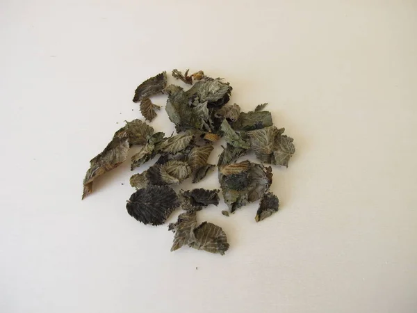 Fermented Dried Hazelnut Leaves Hazelnut Leaf Tea — Stock Photo, Image