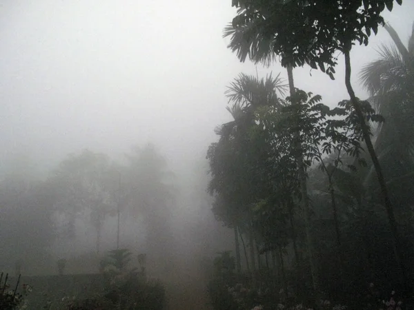 Misty Morning Bengal Countryside Sundarbans Jungle Area West Bengal Índia — Fotografia de Stock