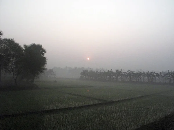 Mañana Brumosa Campo Bengala Área Selvática Sundarbans Bengala Occidental India —  Fotos de Stock