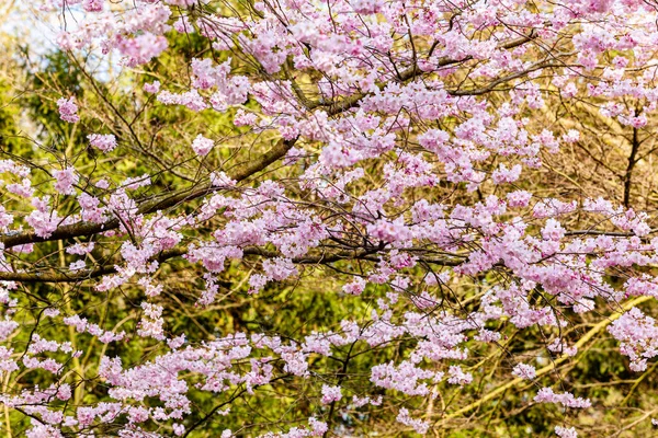 Bahçedeki Güzel Pembe Çiçekler — Stok fotoğraf