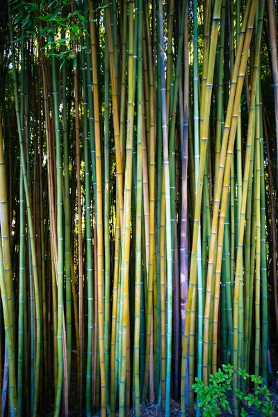 Floresta Bambu Jardim — Fotografia de Stock