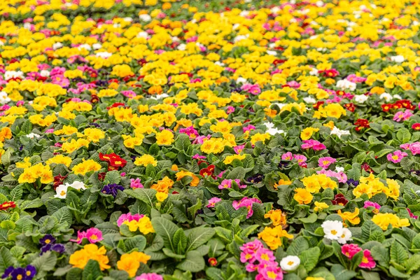 花园里五彩缤纷的花 — 图库照片