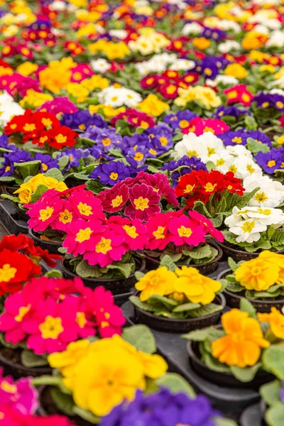 花园里五彩缤纷的花 — 图库照片