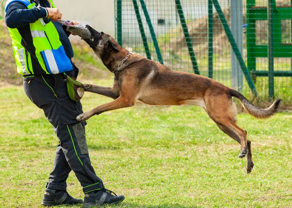 训练犬咬训练犬手中的物体 — 图库照片