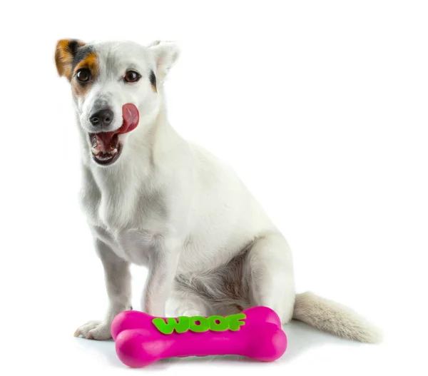 Słodkie Szczeniak Zabawka Pies Biały Tło — Zdjęcie stockowe