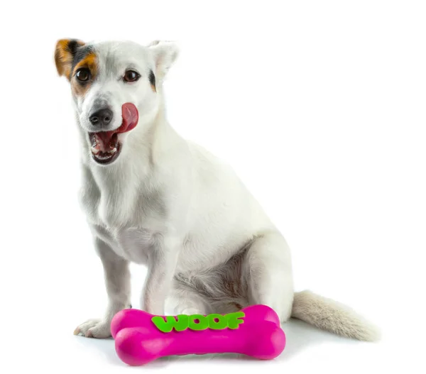 Carino Cucciolo Con Cane Giocattolo Uno Sfondo Bianco — Foto Stock