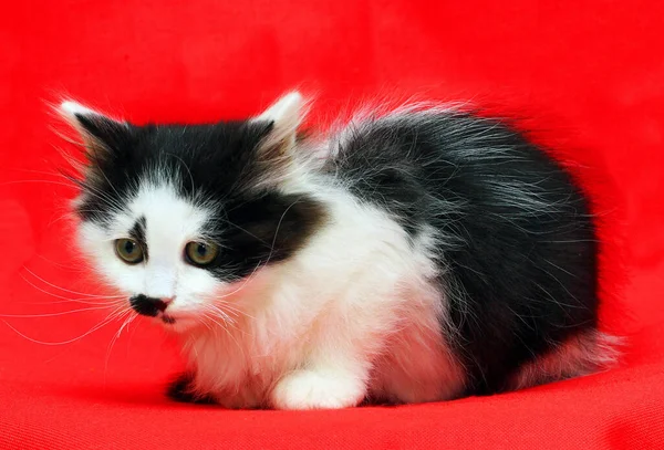 Kırmızı Gözlü Siyah Beyaz Kedi — Stok fotoğraf
