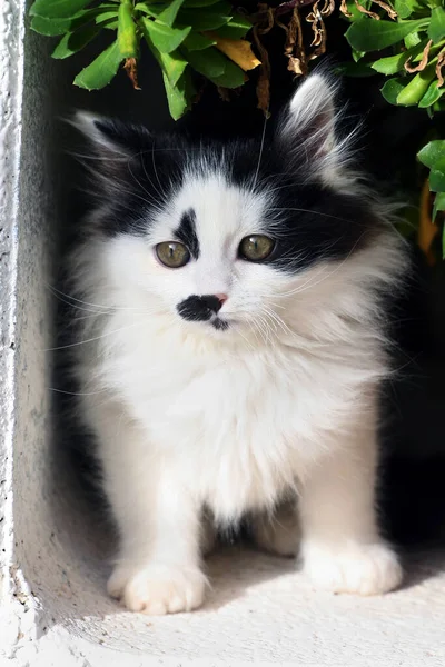 Chat Blanc Dans Jardin — Photo