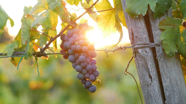 Ein Bündel Roter Trauben Sonnenuntergang Mit Sonne Hintergrund Fackeln Und — Stockfoto