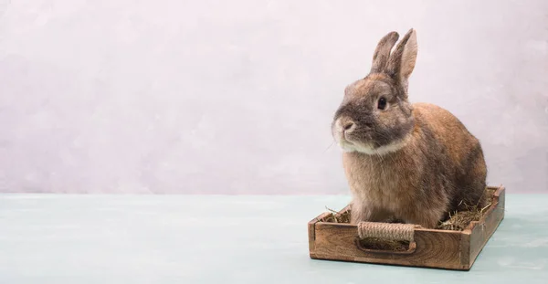 Conejo Pascua Sentado Una Cesta Con Heno Huevos Colores Copia — Foto de Stock