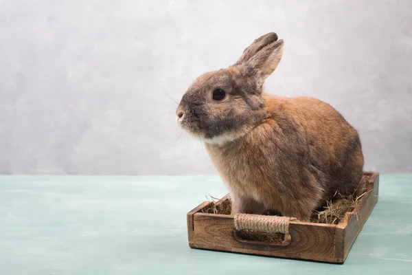 Osterhase Korb Mit Heu Und Gefärbten Eiern Leere Kopie Für — Stockfoto