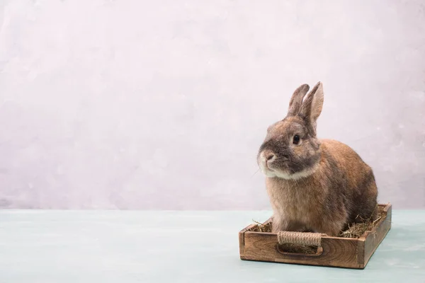 Conejo Pascua Sentado Una Cesta Con Heno Huevos Colores Copia — Foto de Stock