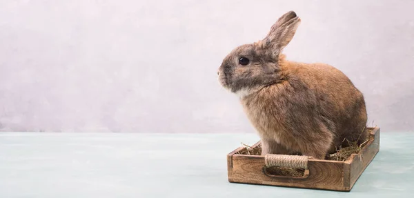 Osterhase Korb Mit Heu Und Gefärbten Eiern Leere Kopie Für — Stockfoto