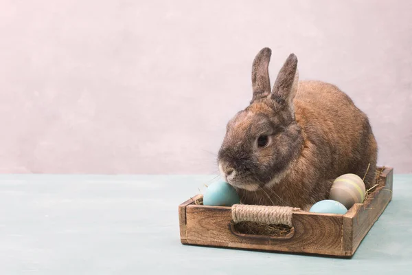 Osterhase Korb Mit Heu Und Gefärbten Eiern Leere Kopie Für — Stockfoto