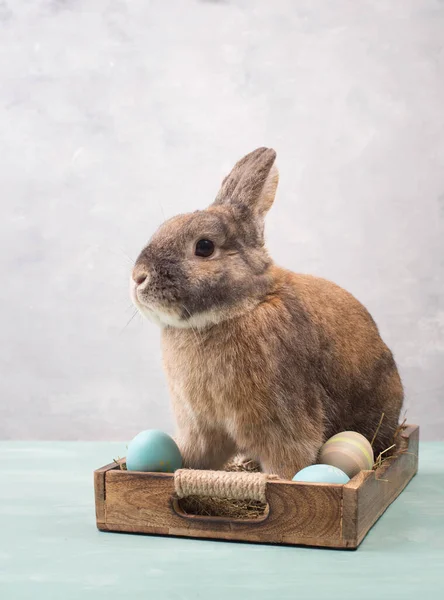 Osterhase Korb Mit Heu Und Gefärbten Eiern Leere Kopie Für — Stockfoto