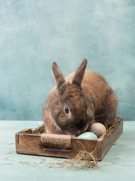 Osterhase Korb Mit Heu Und Gefärbten Eiern Leere Kopie Für — Stockfoto