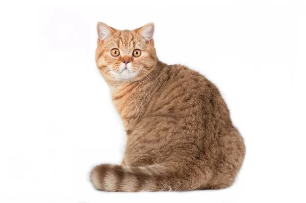 Horisontal Photo Red Ginger White Creamy Tabby Striped Fluffy Cute — 스톡 사진