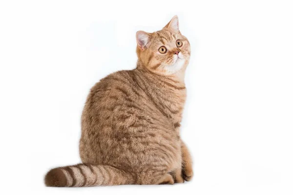 Horisontal Photo Red Ginger White Creamy Tabby Stripped Fluffy Cute — 스톡 사진