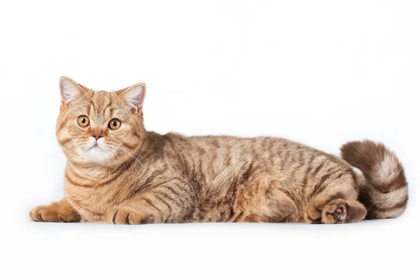 Horisontal Foto Röd Ingefära Vit Krämig Tabby Randig Fluffig Söt — Stockfoto