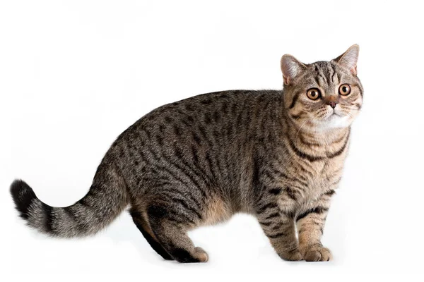 Brun Tabby Randig Kvinnlig Brittisk Katt Ser Nyfiken Vit Bakgrund — Stockfoto