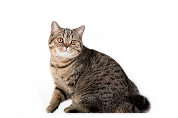 Brun Tabby Randig Kvinnlig Brittisk Katt Redo Att Spela Vit — Stockfoto