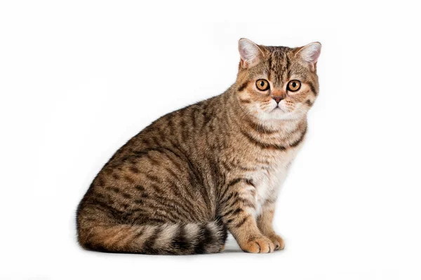 Horisontal Foto Brun Svart Tabby Randig Fluffig Söt Bedårande Ung — Stockfoto