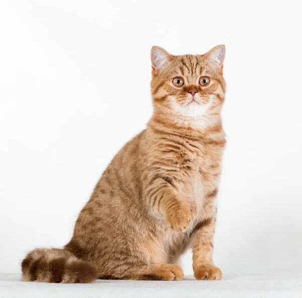 垂直写真の赤い生姜のタビーストライプふわふわかわいいかわいい若い英国の猫横に白い背景にスタジオ室内に座って — ストック写真