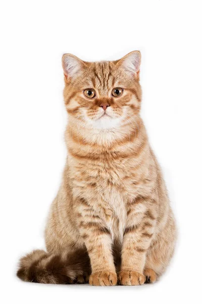Vertical Photo Red Ginger Tabby Striped Fluffy Cute Adorable Young — Stock Photo, Image
