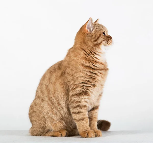 縦に写真の赤生姜タビーストライプふわふわかわいいです可愛いです若い英国の猫でプロファイル上の白い背景 — ストック写真