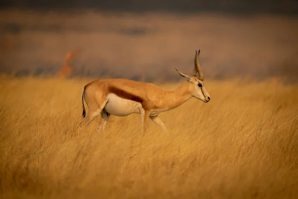 Springbok Caminha Através Grama Com Chamas Atrás — Fotografia de Stock