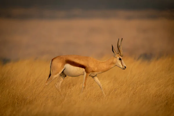 Springbok Hosszú Füvön Sétál Profiljában — Stock Fotó