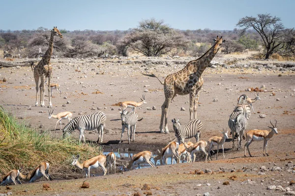 Springboks Vid Vattenhål Med Giraffer Och Zebror — Stockfoto