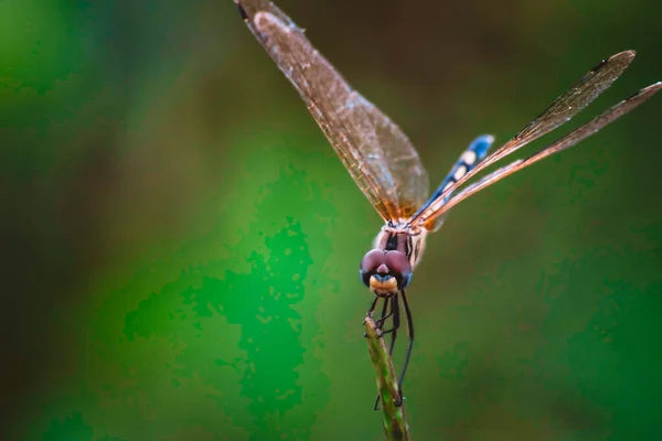 Dragonfly Κρατήσει Ξηρά Κλαδιά Και Αντιγράψετε Χώρο Dragonfly Στη Φύση — Φωτογραφία Αρχείου