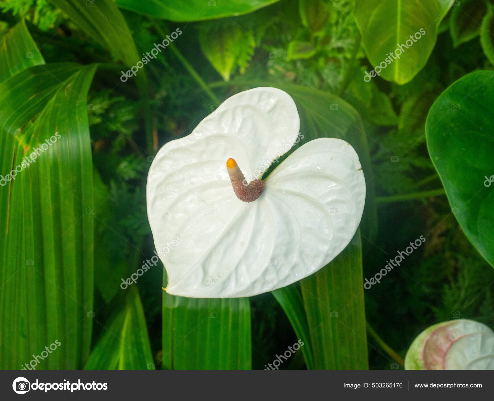 Anthurium Genus 1000 Species Flowering Plants Largest Genus Arum Family