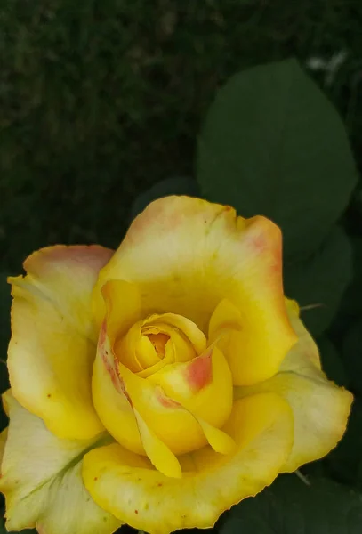 Schöne Gelbe Rose Garten — Stockfoto