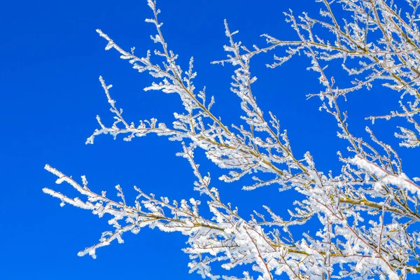 Ramas Cubiertas Nieve Árboles Bosque — Foto de Stock