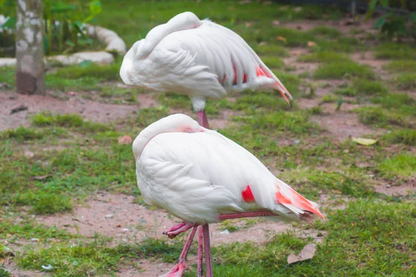 Flamingo Versteckt Kopf Feder Tier Lebt Der Natur — Stockfoto