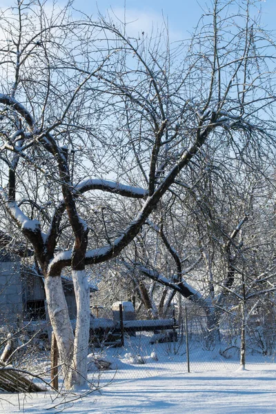 Paisaje Invernal Con Árboles Cubiertos Nieve —  Fotos de Stock